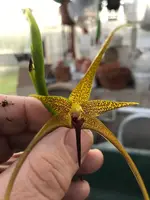 Bulbophyllum novaciae ‘Elite’s 1st’ x self E0012
