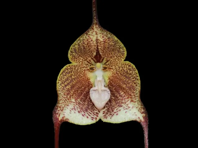 Dracula astuta 'Ecuagenera' (Dracula)