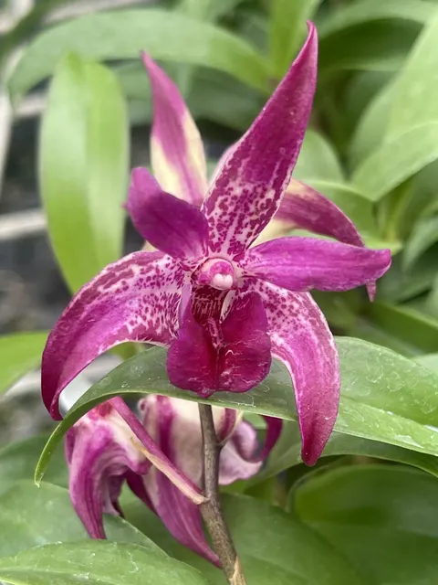 Dendrobium Victorian Jazz '808 Orchids' (Dendrobium)