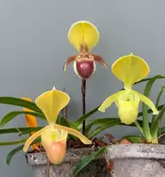 Paphiopedilum helenae (Big Plant)