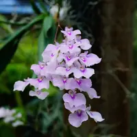 Ionopsis utricularioides