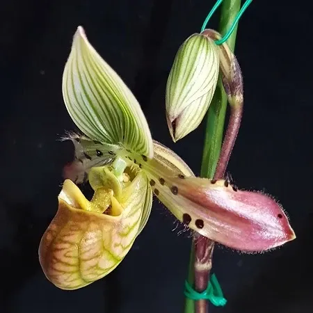 Paphiopedilum venustum 'Twin' (Paphiopedilum)