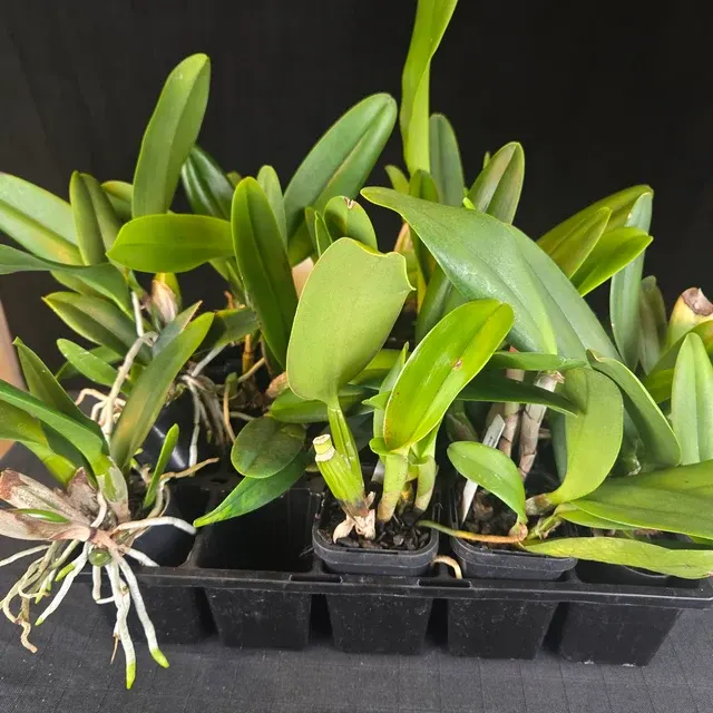 Cattleya Hybrids – Mixed Colours
