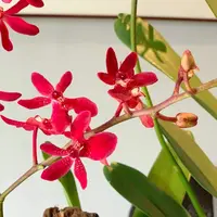 Renanstylis Bangkok Beauty AM/AOS