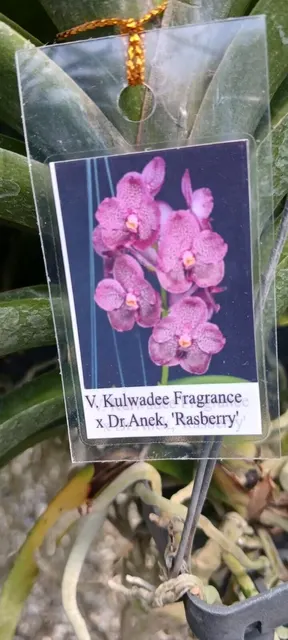 Vanda Kulwadee Fragrance x Dr Anek Raspberry