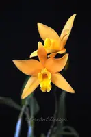 Laelia Canariensis 'Golden Glow' CCM/AOS
