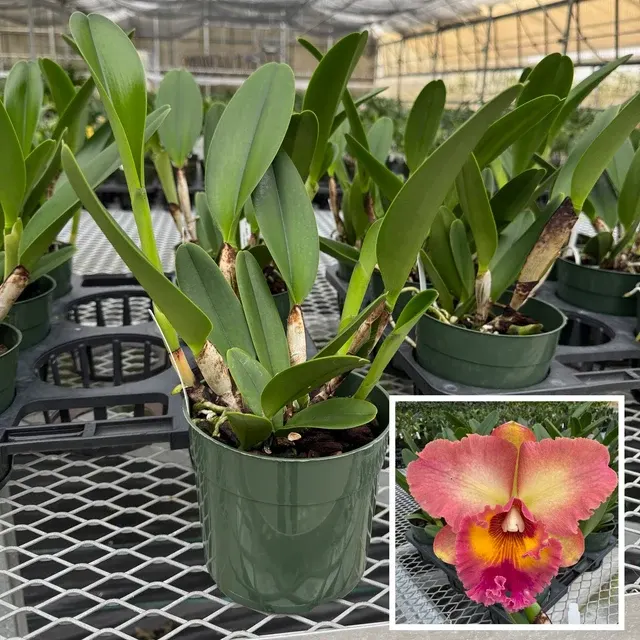 Rhyncholaeliocattleya Mem. Helen Kyrcz ‘Volcano Queen’ - Not Blooming (Rhyncholaeliocattleya)