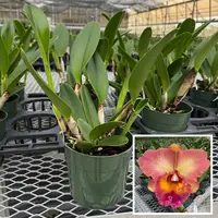 Rlc. Mem. Helen Kyrcz ‘Volcano Queen’ (5.5" Pot) - Not Blooming