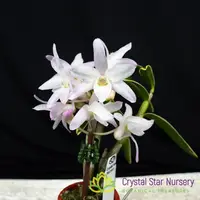 Dendrobium Moniliforme (Variegated) (MD112) — 1.7" Pot / Without Spike