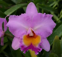 Bc. Donna Kimura 'Paradise Tami' AM/AOS.