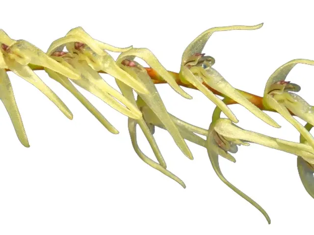 Anathallis regalis (Anathallis)