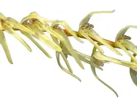 Anathallis regalis