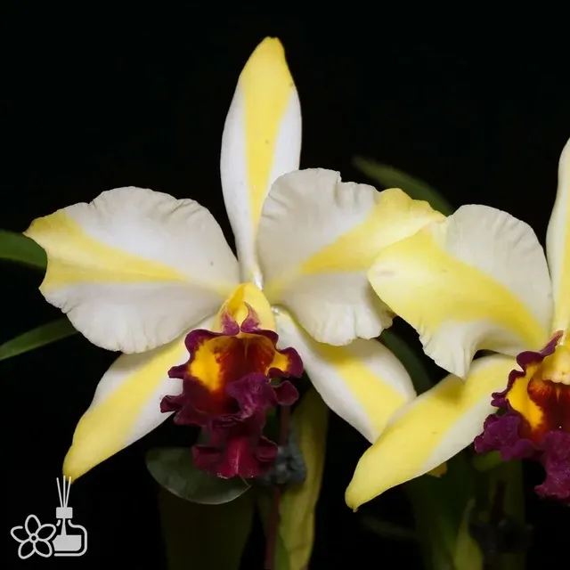 Rhynchostylis Fu Shu Glory 'Happy Holiday'