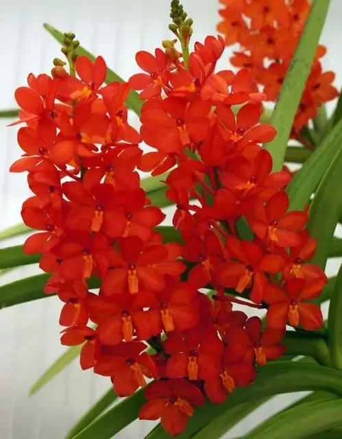 Ascocentrum curvifolium 'Curv Red' (Ascocentrum)