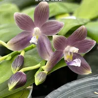 [Bare-root][Import AS-IS] #PA# Phal. speciosa 'Super Purple' 盾花蝴蝶 '超級紫' [2.5" BS][Sept Preorder 26]