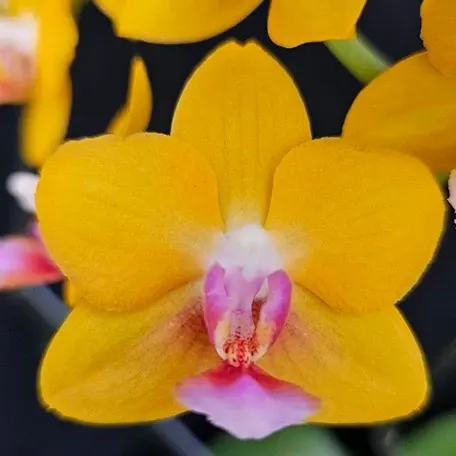 Phalaenopsis Charming Little Gold (Phalaenopsis)