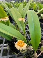 Bulb Cirrhopetalum Auratum Orchid Plant 4" Pot Plants