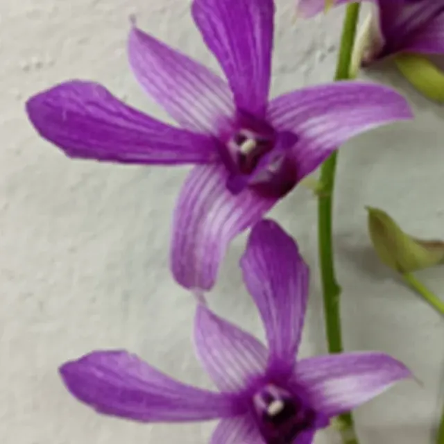 Dendrobium GD Roose (Dendrobium)