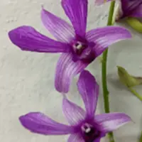 Dendrobium Orchid Plant - GD Roose - Seedling
