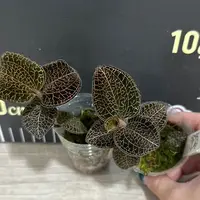Anoectochilus roxburghii 1.7"