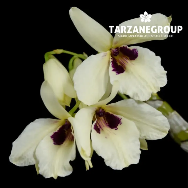 Dendrobium albosanguineum (Dendrobium)