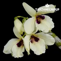 DENDROBIUM ALBOSANGUINEUM SMALL ORCHID POTTED