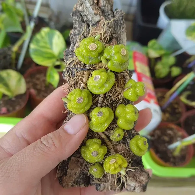 Bulbophyllum shanicum