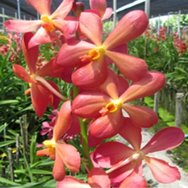 Mokara Airak Amber 'NO.126'