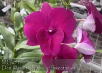 Den. Arcadia Melody 'Sweetheart , Noted : Emerging spike as 10/21/2022 ' (King Dragon x D'Bush Pansy )
