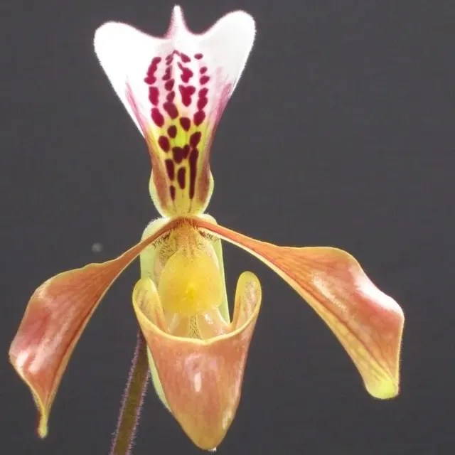 Paphiopedilum gratrixianum (Paphiopedilum)