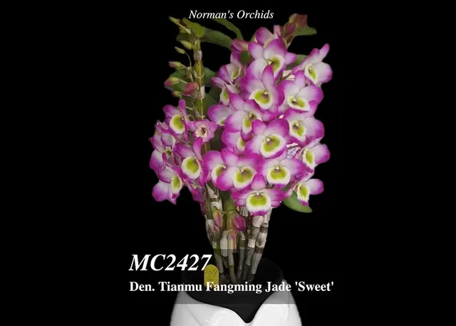 Dendrobium Tianmu Fangming Jade 'Sweet' (Dendrobium)