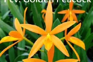 Cattleya Golden Peacock (Cattleya)