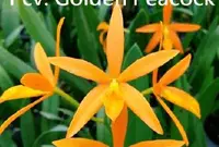 Flask - Cattleya Golden Peacock