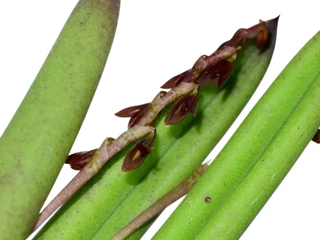 Acianthera teres (Acianthera)