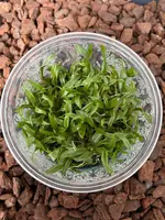 FLASK Dendrobium lamellatum