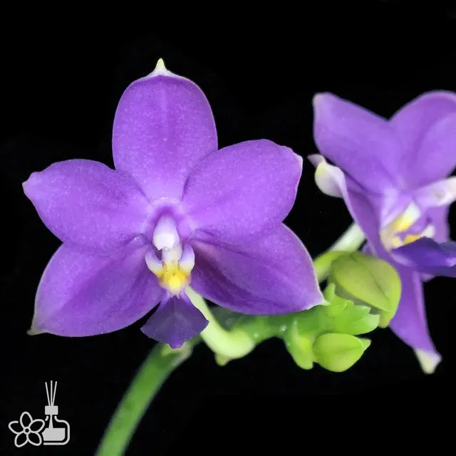 Phalaenopsis Louise Burns 'FEIFAN'