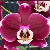 Phalaenopsis Midnight Queen 2.5"
