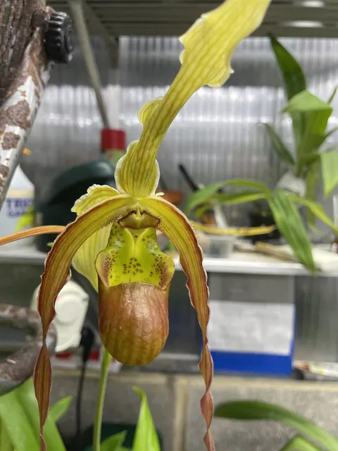 Phragmipedium Red Lightning X Wössner Supergrande (Phragmipedium)
