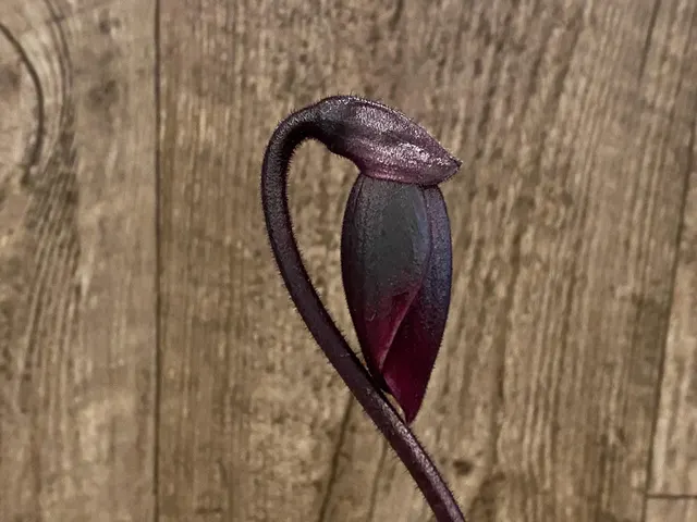 Paphiopedilum Hsinying Rubyweb 'Gala' × Hilo Ruby '#2'