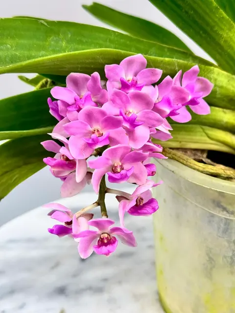 Rhynchostylis gigantea 'Pink' (Rhynchostylis)