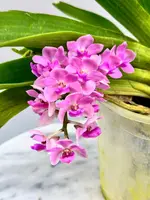Rhynchostylis gigantea "Pink" — 15 cm / No