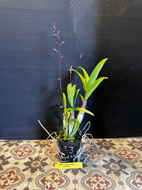 Dendrobium Penang Little Magic x Curtis Twinkle