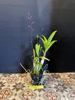 Dendrobium Penang Little Magic x Curtis Twinkle