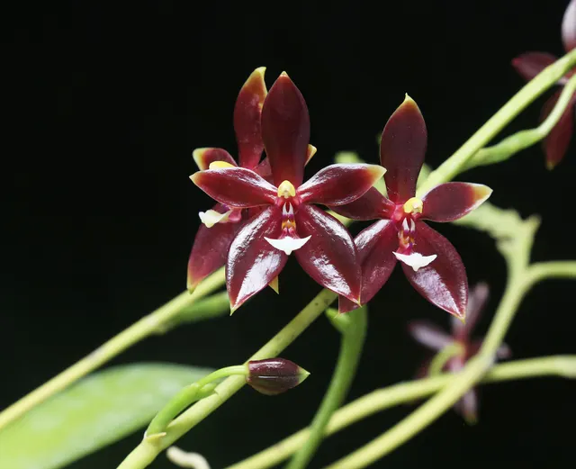 Phalaenopsis cornu-cervi (Phalaenopsis)