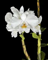 Dendrobium formosum