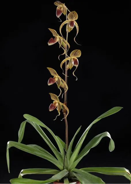 Paphiopedilum Hung Sheng Eagle