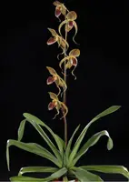 Paphiopedilum HUNG SHENG EAGLE (gigantifolium x rothschildianum)