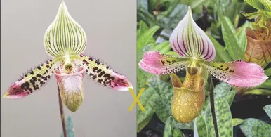Paphiopedilum acmodontum x argus