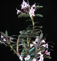 Maxillaria scalariformis pinky purple orchid — Not Currently In Bloom or Spike