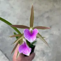 Orchid Cattleya Bc Moi Live PLant